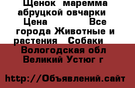 Щенок  маремма абруцкой овчарки › Цена ­ 50 000 - Все города Животные и растения » Собаки   . Вологодская обл.,Великий Устюг г.